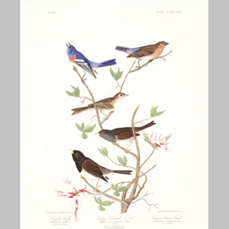 398 Lazuli Finch
