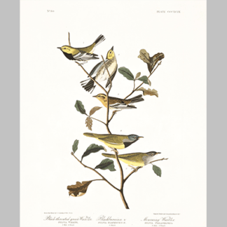 399 Black Throated Green warbler