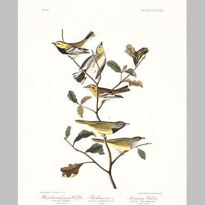 399 Black Throated Green warbler