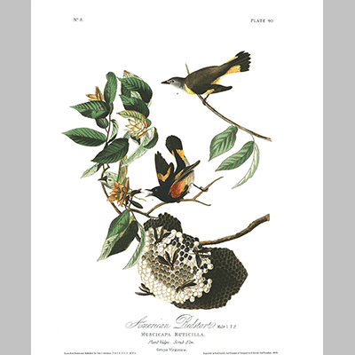 40, American Redstart
