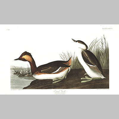 404 eared grebe