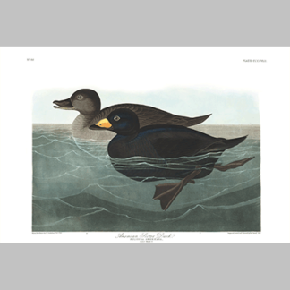 408 american scoter duck