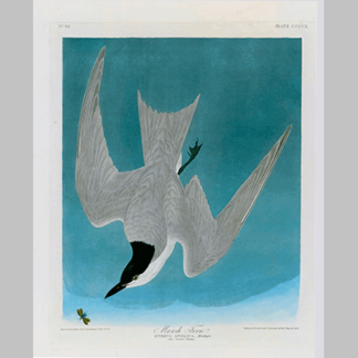 410 Marsh Tern