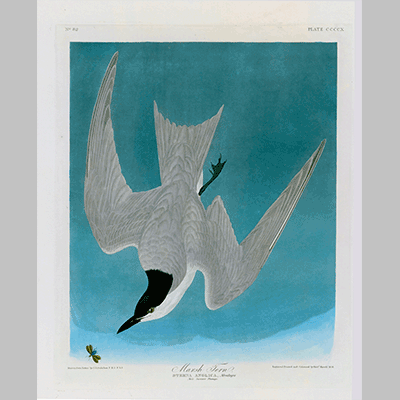 410 Marsh Tern