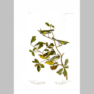 414 I. Golden Winged Warbler 2 Cape May Warbler
