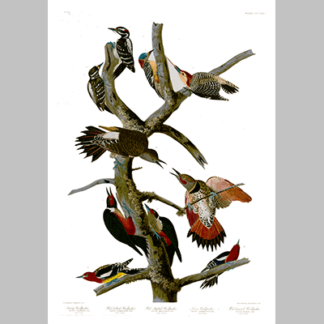 416 I. Hairy Woodpecker 2. Red bellied Woodpecker 3. Red shafted Woodpecker 4. Lewis Woodpecker 5 . Red breasted Woodpecker