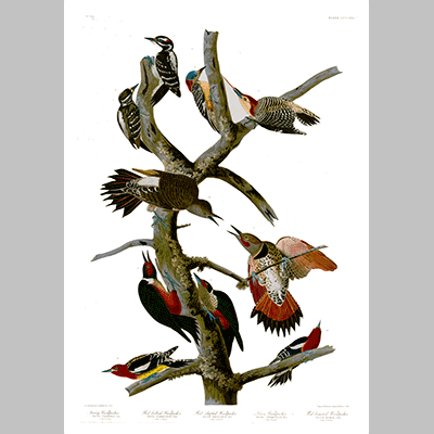 416 I. Hairy Woodpecker 2. Red bellied Woodpecker 3. Red shafted Woodpecker 4. Lewis Woodpecker 5 . Red breasted Woodpecker