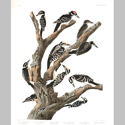 417 Marias Woodpecker