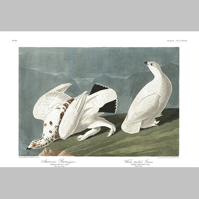 418 american ptarmigan