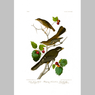 419 I. Little Tawny Thrush 2. Ptiliogon s Townsendi 3 Canada Jay