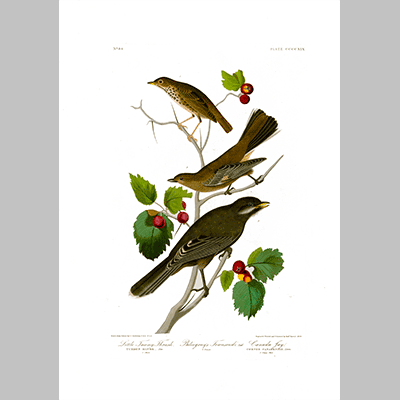 419 I. Little Tawny Thrush 2. Ptiliogon s Townsendi 3 Canada Jay