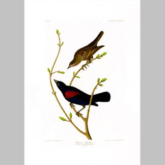 420 Prairie Starling