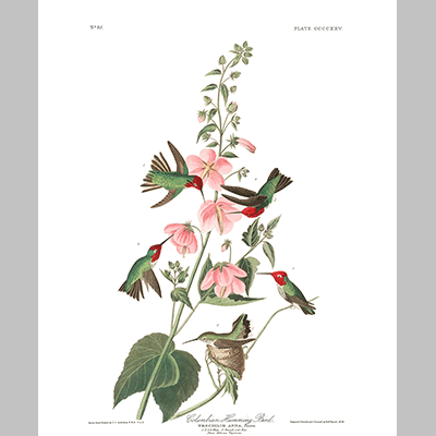 425 Columbian Humming Bird