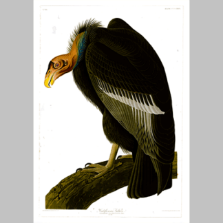 426 Californian Vulture