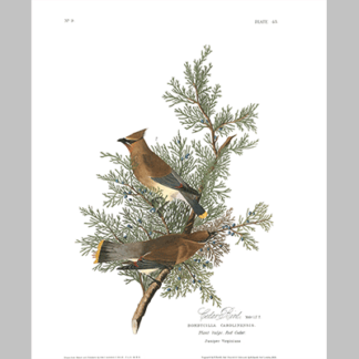 43, Cedar Bird