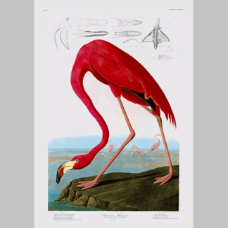 431 American Flamingo