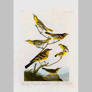 433 I. Bullock s Oriole 2. Baltimore Oriole 3. Mexican Goldfinch 4. Varied Thrush 5 . Common Water Thrush