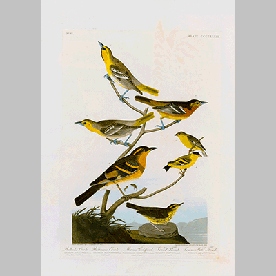 433 I. Bullock s Oriole 2. Baltimore Oriole 3. Mexican Goldfinch 4. Varied Thrush 5 . Common Water Thrush