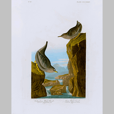 435 I. Columbian Water Ouzel 2 . Arctic Water Ouzel
