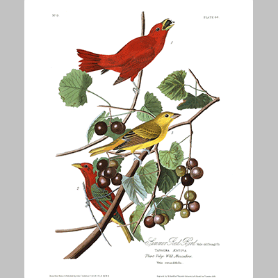 44, Summer Red Bird