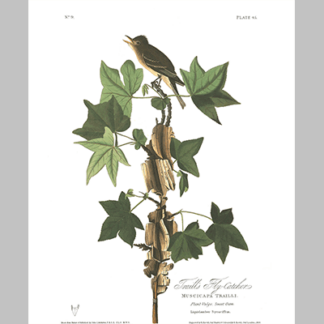 45, Traill s Flycatcher