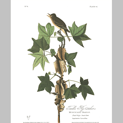 45, Traill s Flycatcher