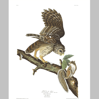 46, Barred Owl