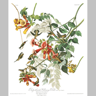 47, Ruby Throated Humming Bird
