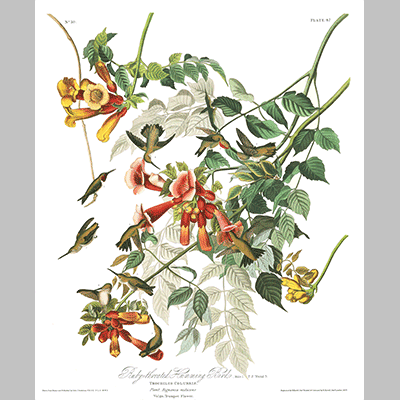 47, Ruby Throated Humming Bird