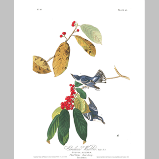 48, Cerulean Warbler