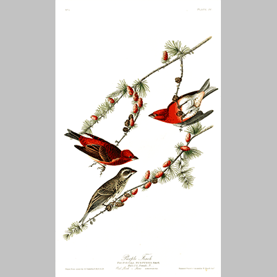 4 Purple Finch