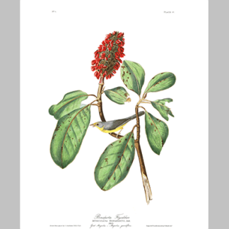 5 Bonaparte s Flycatcher