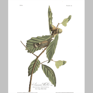 50, Swainson s Warbler