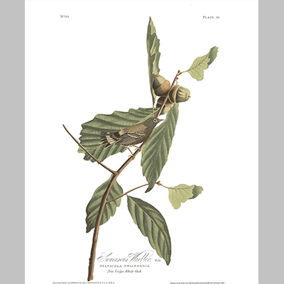 50, Swainson s Warbler