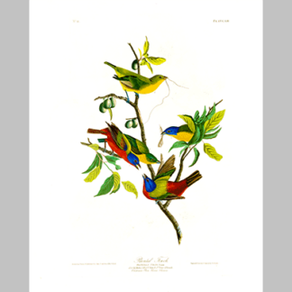 53 Painted Finch