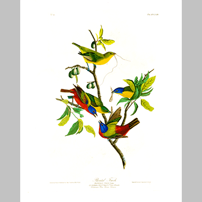 53 Painted Finch