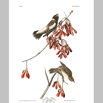 54, Rice Bird