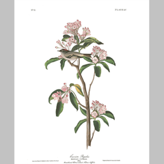 55, Cuvier s Regulus