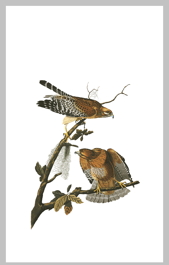 56 Red sholdered Hawk final bp8