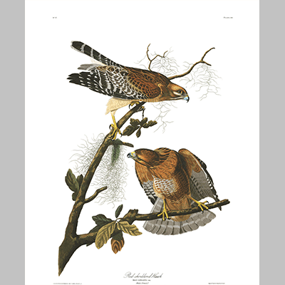 56, Red sholdered Hawk