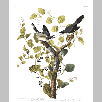 57, Loggerhead Shrike