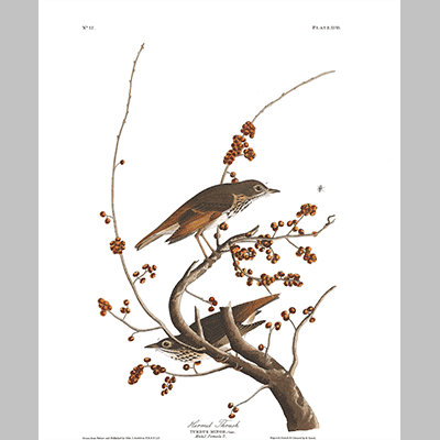 58, Hermit Thrush