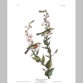 59 Chestnut sided Warbler