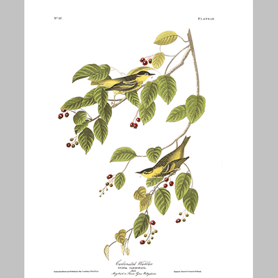 60 Carbonated Warbler