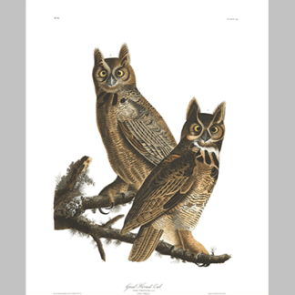 61, Great Horned Owl