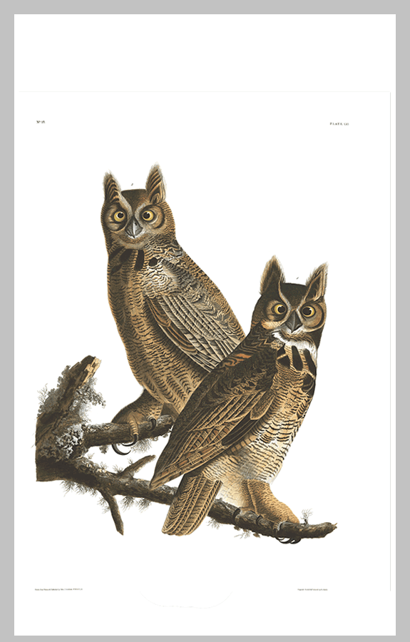 61 Great Horned Owl final bp8