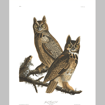 61, Great Horned Owl
