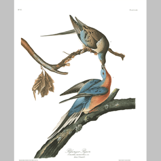 62 Passenger Pigeon