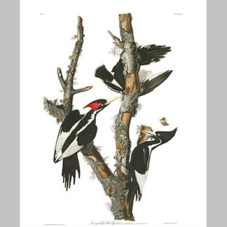 66 Ivory Billed Woodpecker
