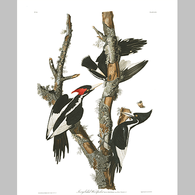 66 Ivory Billed Woodpecker